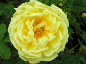 Rosa x harisonii