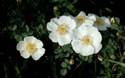 Verdensarven av skotske roser av Peter D. A. Boyd
