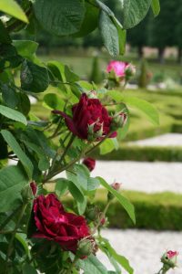 'Tuscany' er en vakker, burgunderfarget gallicarose fra 1600. Foto: Mona Vestli