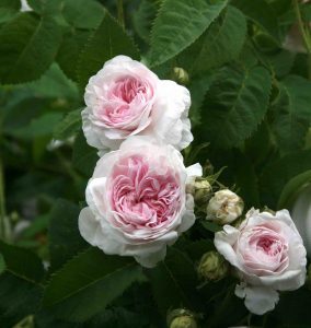 felicite-parmentier_m_vestli-kopi