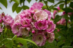 Apple Blossom_160712_6661-kopi