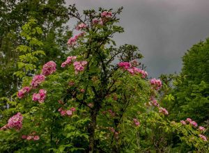 Apple Blossom_160712_6680-kopi
