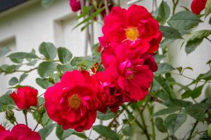 John Cabot_5930