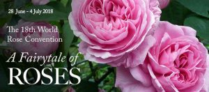 A Fairytale of roses