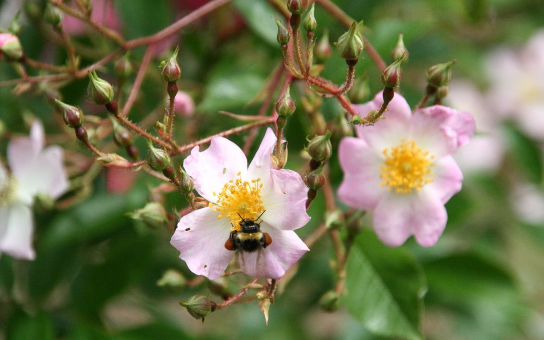 Pollinatorvennlige roser