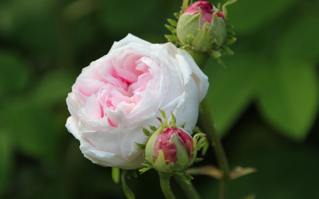 Hva med en vakker rosebusk som blomstrer midt på sommeren, dufter nydelig og ikke trenger mye stell?