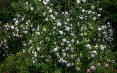 Albarosene – herdige, lettstelte og fantastisk duftende rosebusker som gjerne står i skyggen!