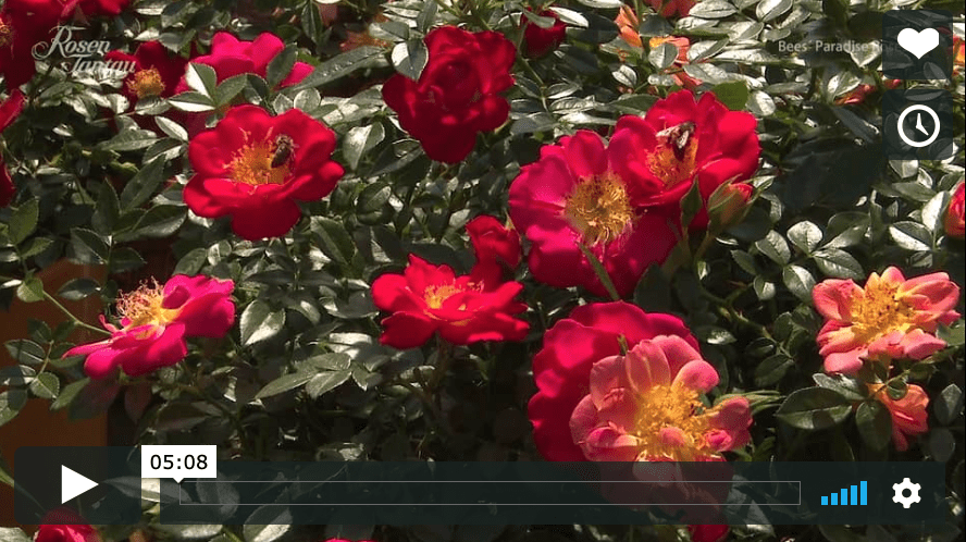 Nytt fra Tantau  – Bees’ Paradise Roses