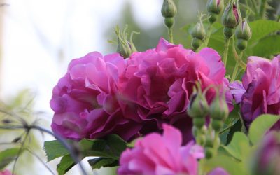 Rugosaroser – lettstelte, vakre og herlig duftende rosebusker