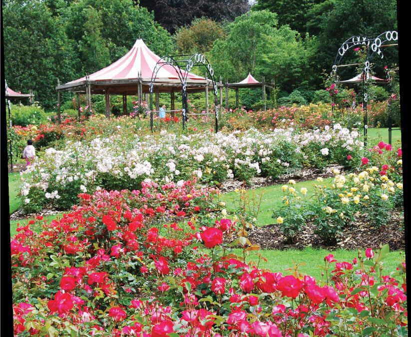 The Rose Trials