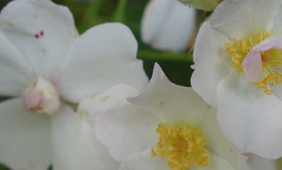 Foldere om nordiske roser, på svensk og engelsk