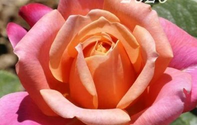 The Australian Rose Annual 2020