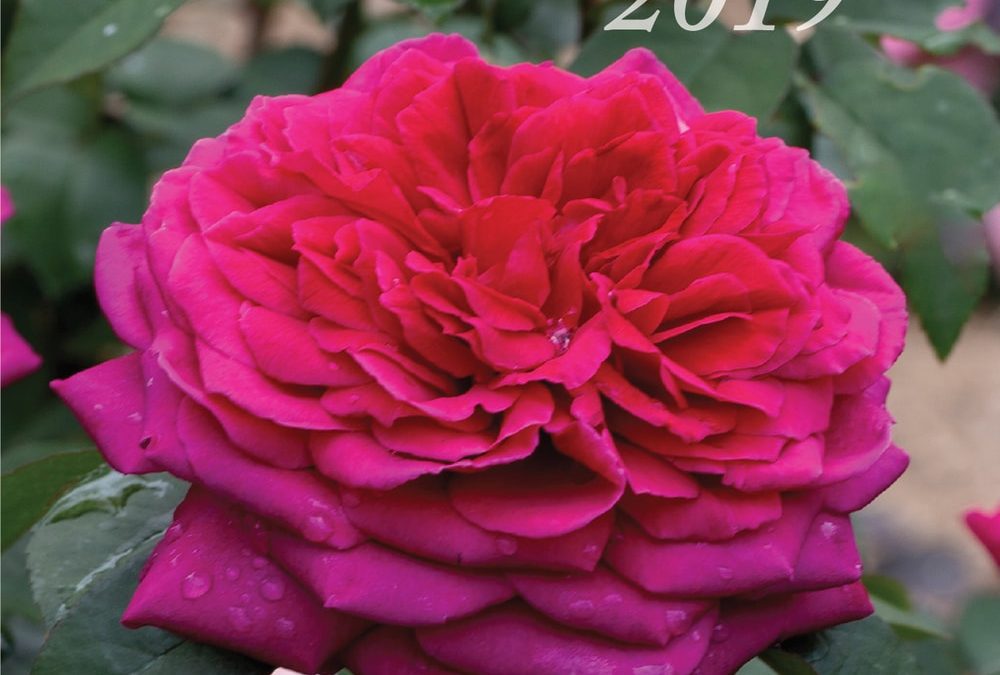 The Australian Rose Annual 2020