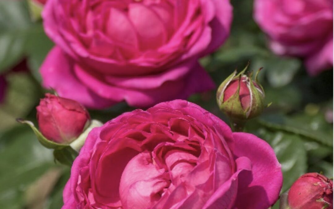 Nyt en hyggelig rose hilsen fra Rosen Tantau🌹😍