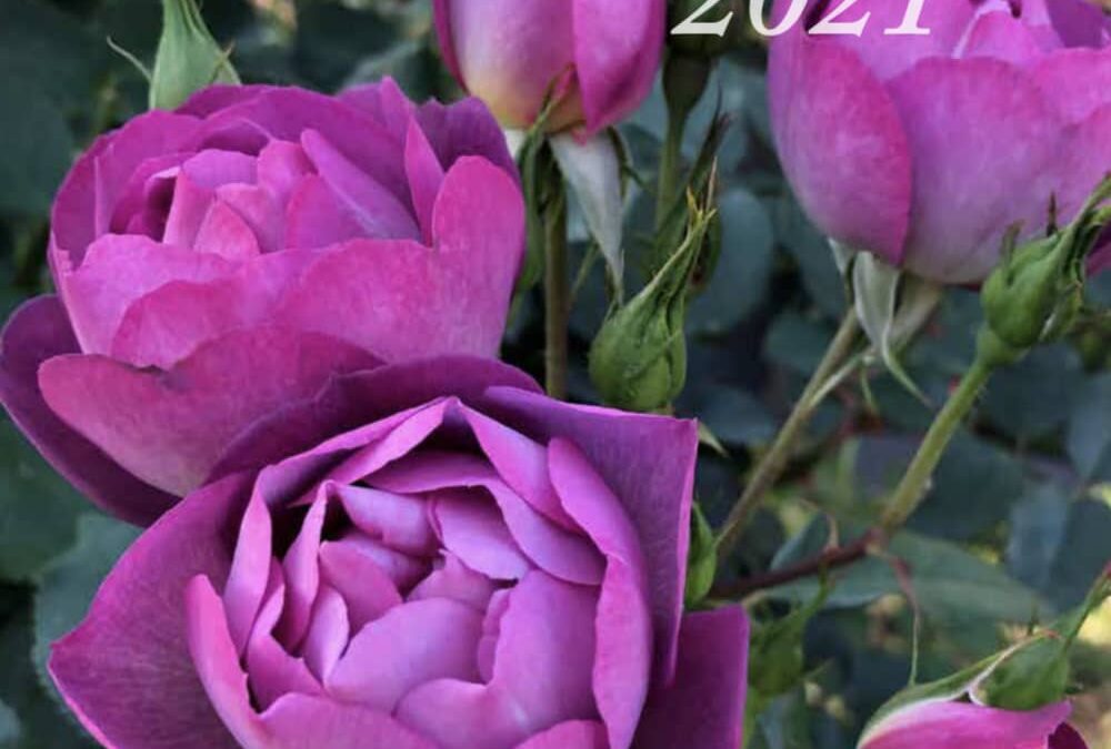 Australian Rose Annual 2021