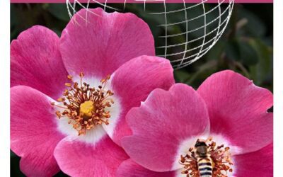 World Rose News Juni 2024