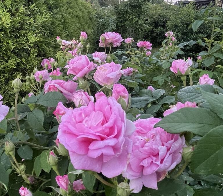 Gikk du glipp av våre gode tilbud på hagemessa?