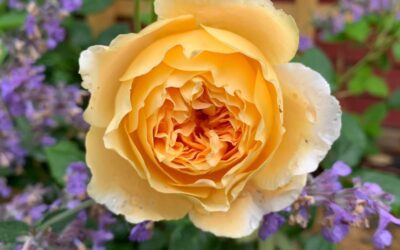 Sortsliste for roser – rosedyrkerens beste venn!