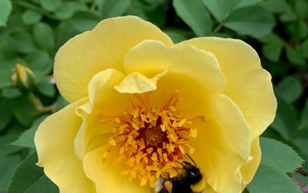 Se hva som skjer i lokalavdelingen Trøndelag i 2026