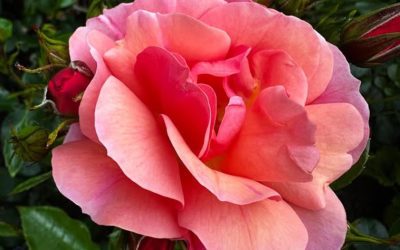 The Australian Rose Annual