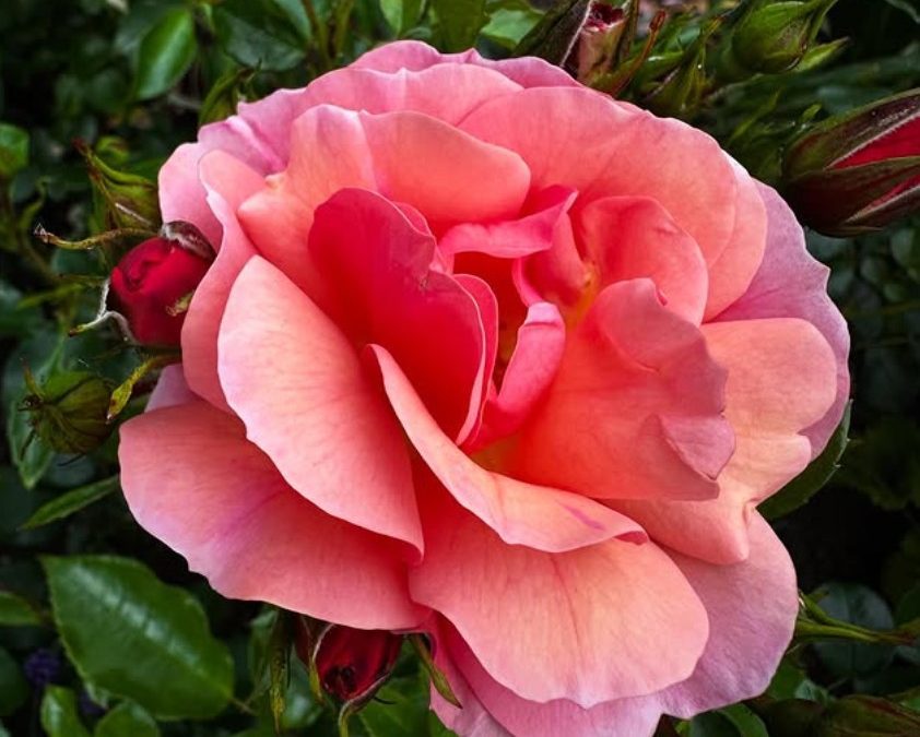The Australian Rose Annual