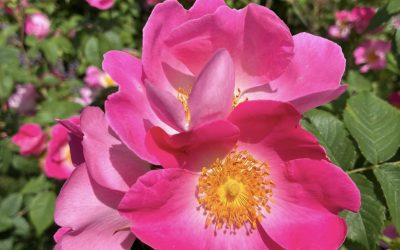 World Rose News