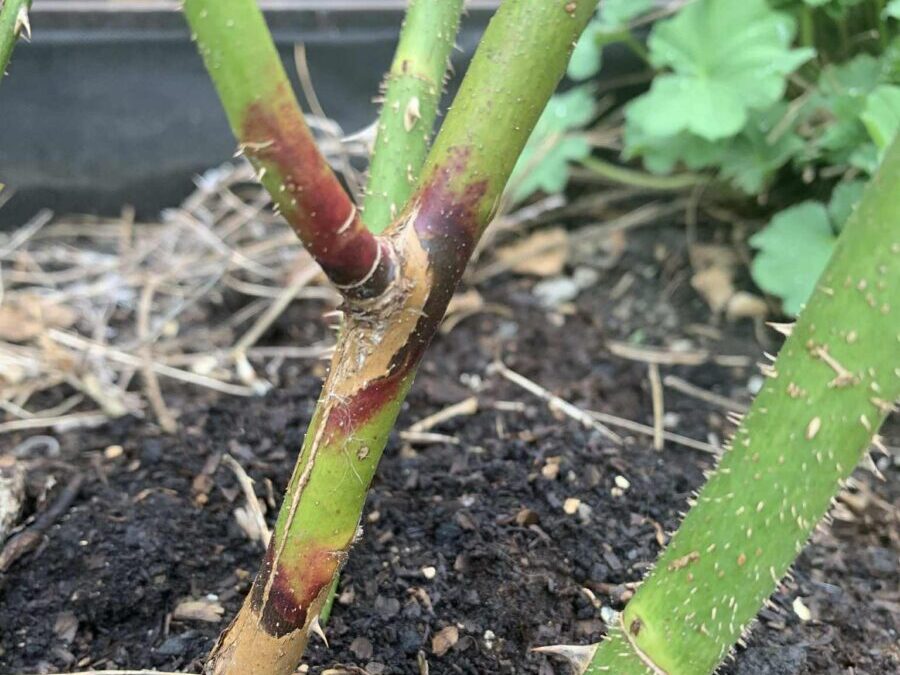 Skadedyr og sykdommer