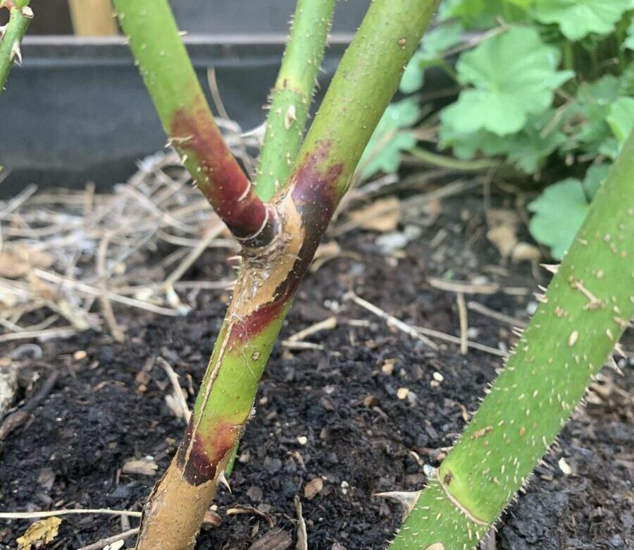 Greinbrann – Sigrun H. Kværnø