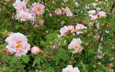 Se hva som skjer i lokalavdelingen Gudbrandsdalen i 2026