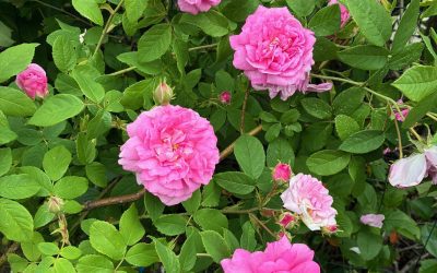 Årets rose 2024: ‘Ispahan’