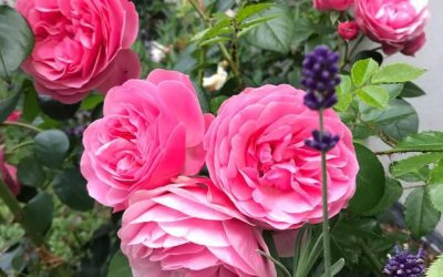 World Federation of Rose Societies – Tidsskrifter