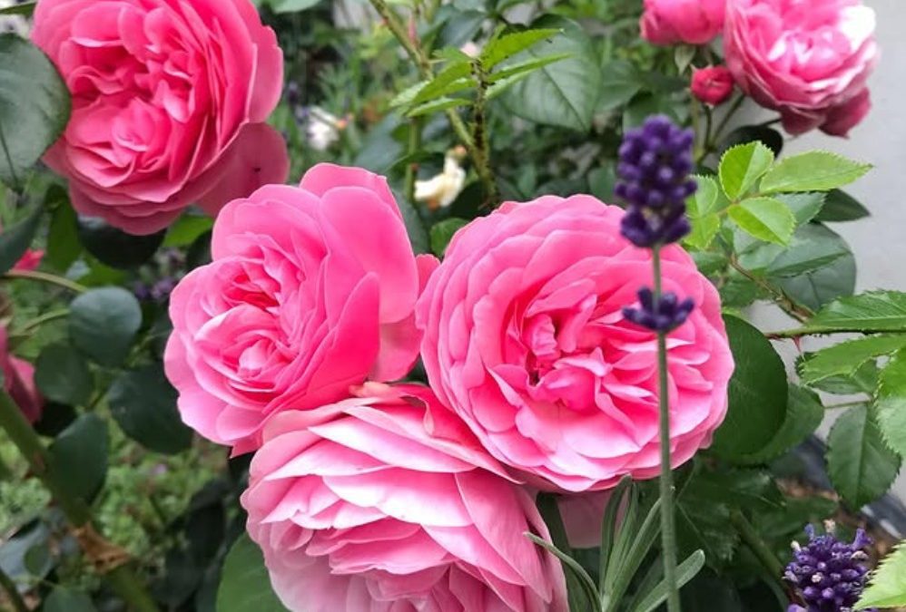 World Federation of Rose Societies – Tidsskrifter
