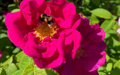 Historiske roser – engangsblomstrende