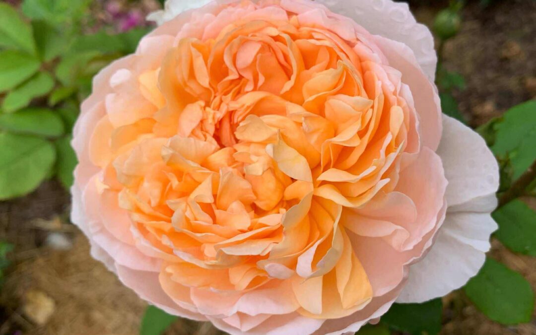 Årsmeldinger fra lokalavdelingene i Norsk Roseforening 2025