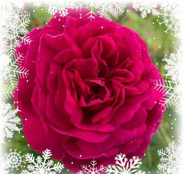 Gavemedlemskap i Norsk Roseforening