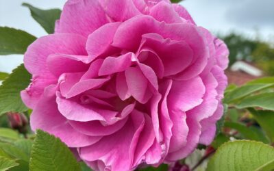 Årets rose 2026: Finalister