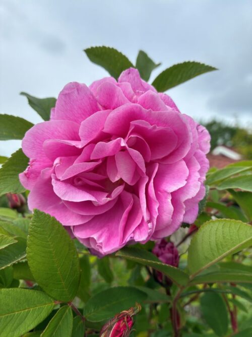 Årets rose 2012 – ‘Therese Bugnet’ – Foto Sigrun H Kværnø