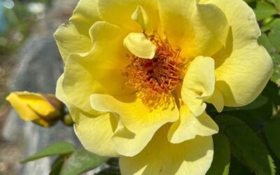 Vinner av årets fotokonkurranse, 2025: «Forsidebilde Rosebladet»