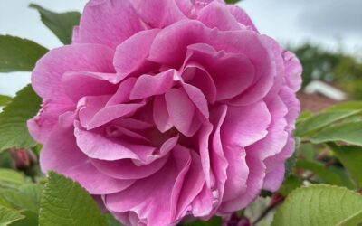 Årets rose 2026: Finalister