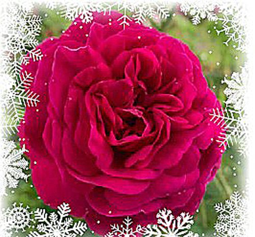 Gavemedlemskap i Norsk Roseforening