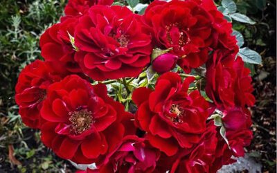 Sortsliste for roser – rosedyrkerens uunnværlige venn!
