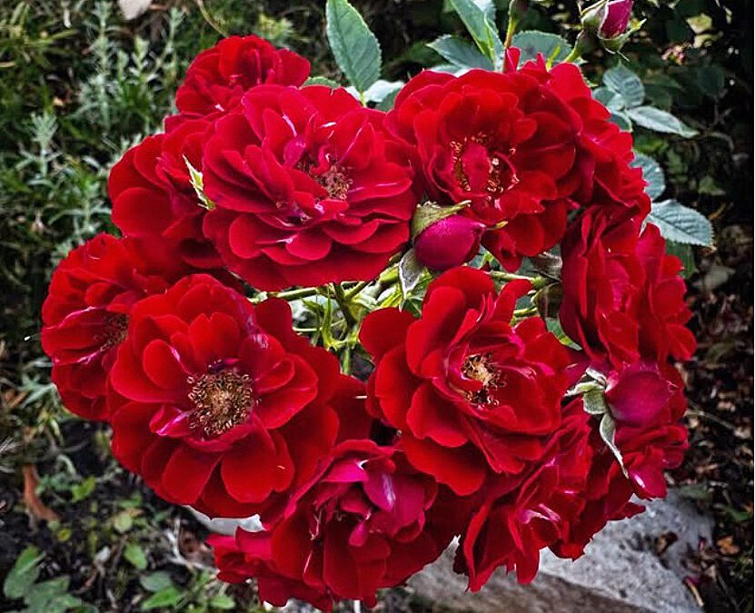 Sortsliste for roser – rosedyrkerens uunnværlige venn!