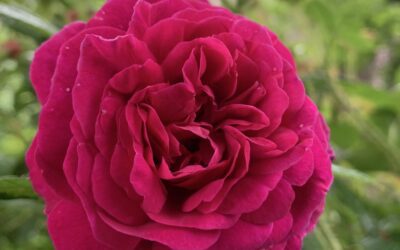 Gavemedlemskap i Norsk Roseforening