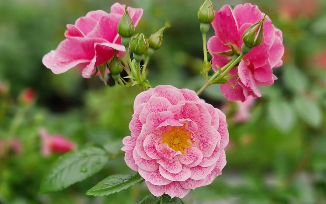 Vestfold Program 2025