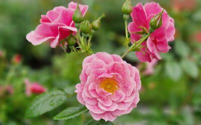 Oslo og omegn Program 2025