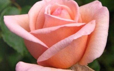 Velkommen til webinar 18. mars kl. 19:30! Tema: «Roser tilpasset norsk klima. Hva har vi å velge blant?»