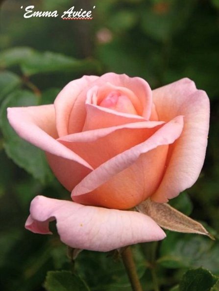 Rosen ‘Emma Avice’