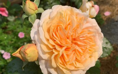 Støtt oss med din grasrotandel!