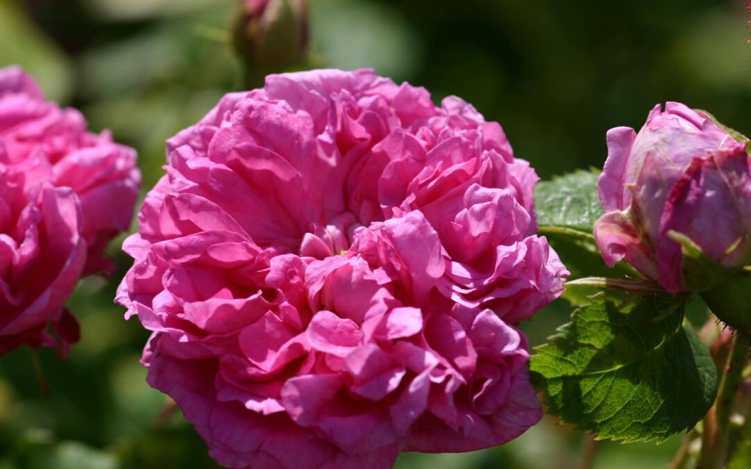 Se hva som skjer i lokalavdelingen Vestfold i 2026