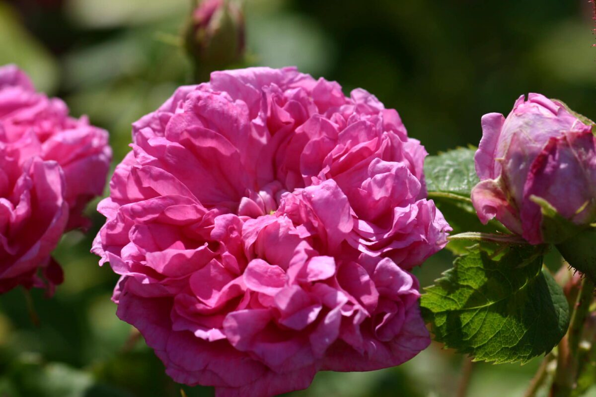 Tjømerosa – Dag Lyngar